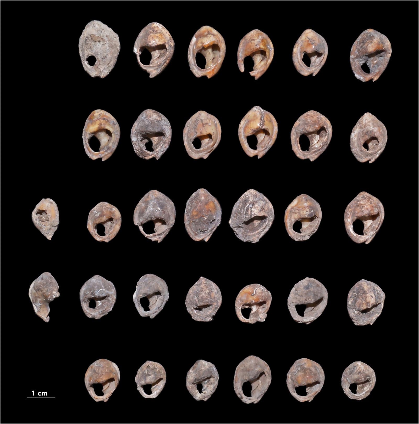 Perforated Bizmoune Cave shell beads dating back 150,000 years